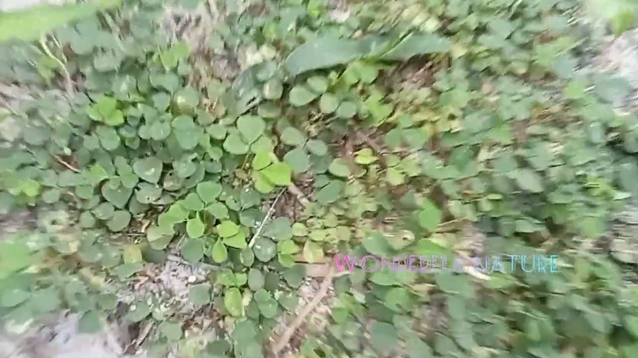 നിലംപരണ്ട/നിലംപുല്ലാടി/Grona triflora/ creeping tick trefoil/three-flower beggarweed