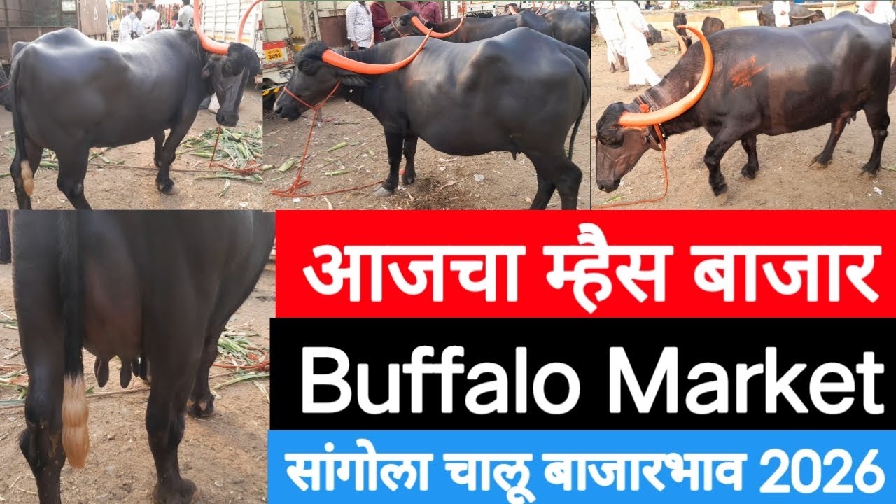 सांगोला म्हैस बाजार Sangola Buffalo Market