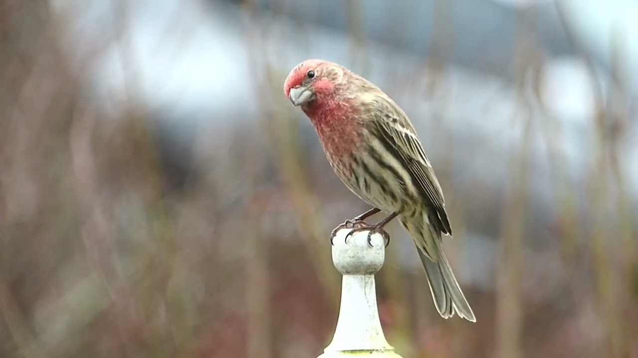 Backyard Birds / Oiseaux de jardin