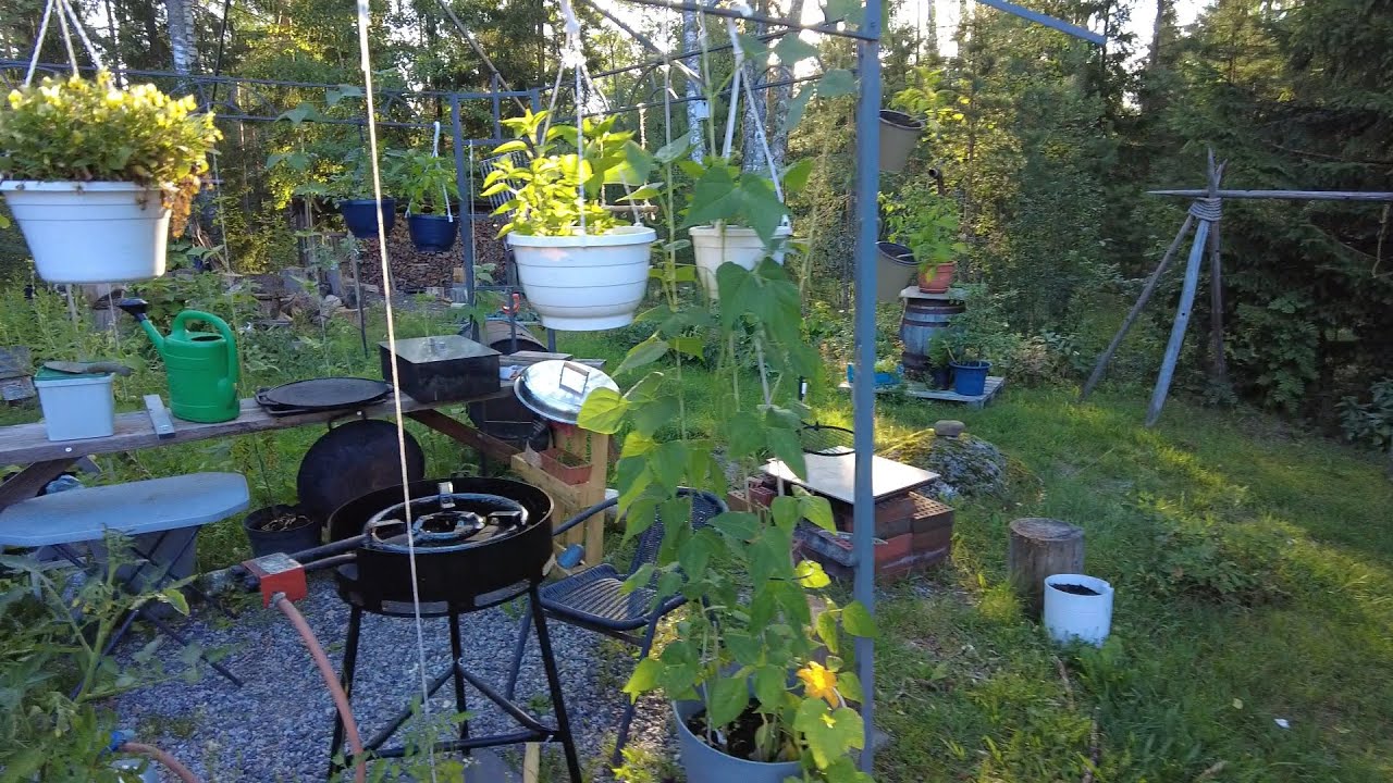Lauantai aamua #puutarha #kasvukausi2024 #gardening