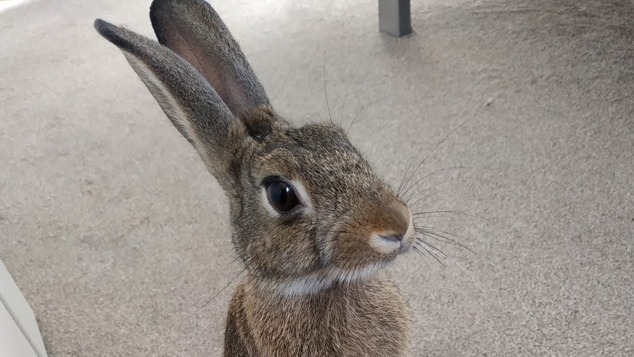 Cute bunny rolls over