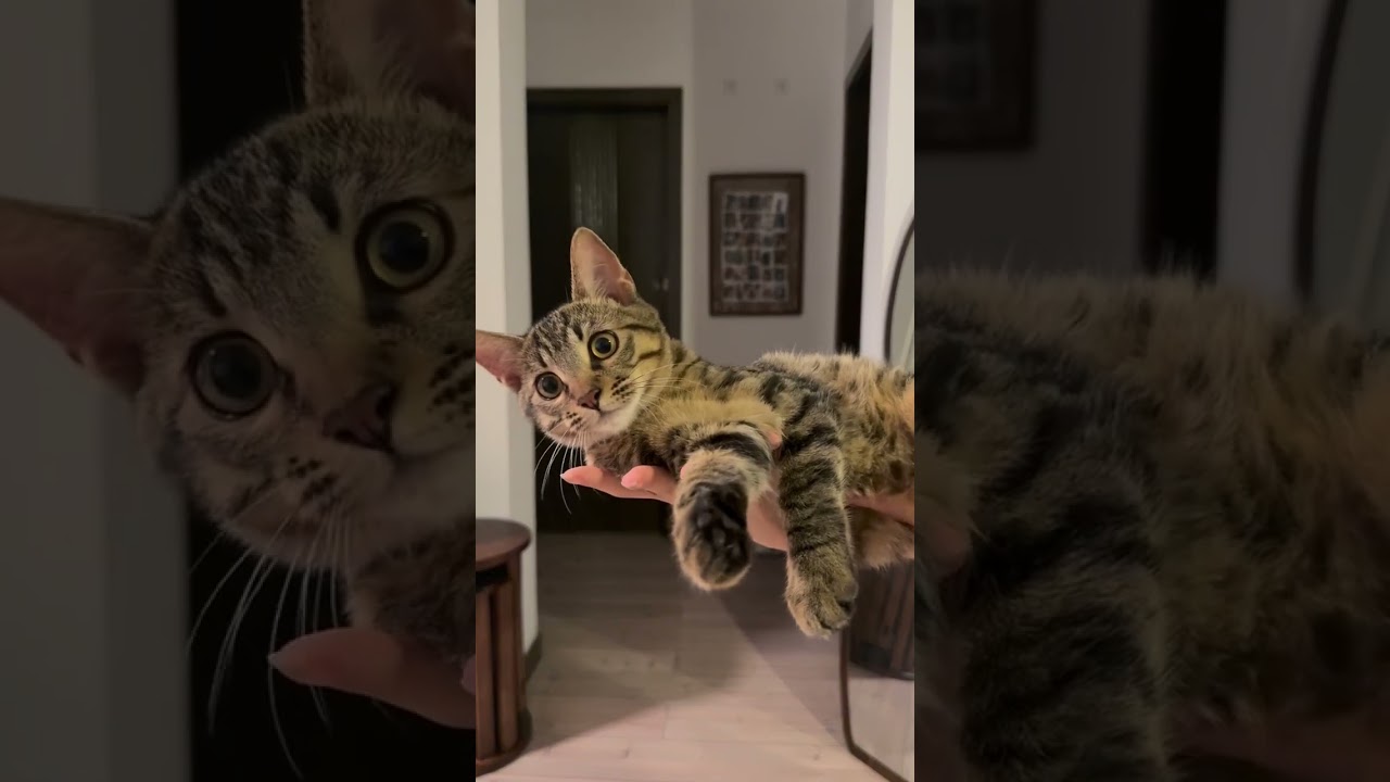 POV: Trzymasz najdelikatniejsze, najdziwniejsze stworzenie, jakie istnieje 🥹🐾💖 #kot #słodkikot #słodki #filmikzkotem