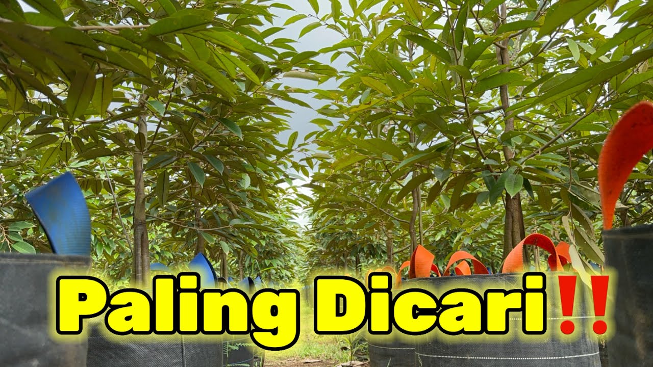 PALING DICARI‼️BIBIT DURIAN SUPER RIMBUN HARGA 175-500RB|| BANYAK BONUSNYA‼️ JANGAN SAMPAI KEHABISAN