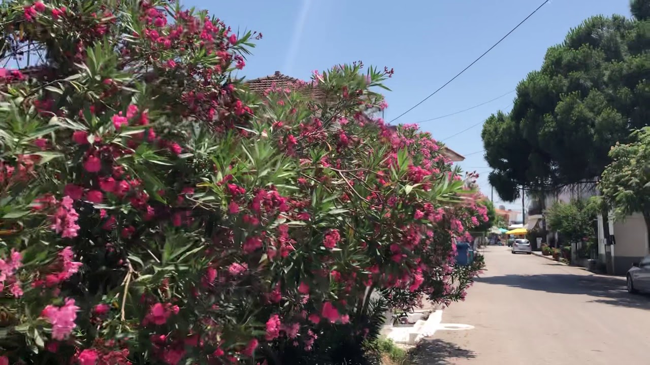 A walk into Skala Kalloni square