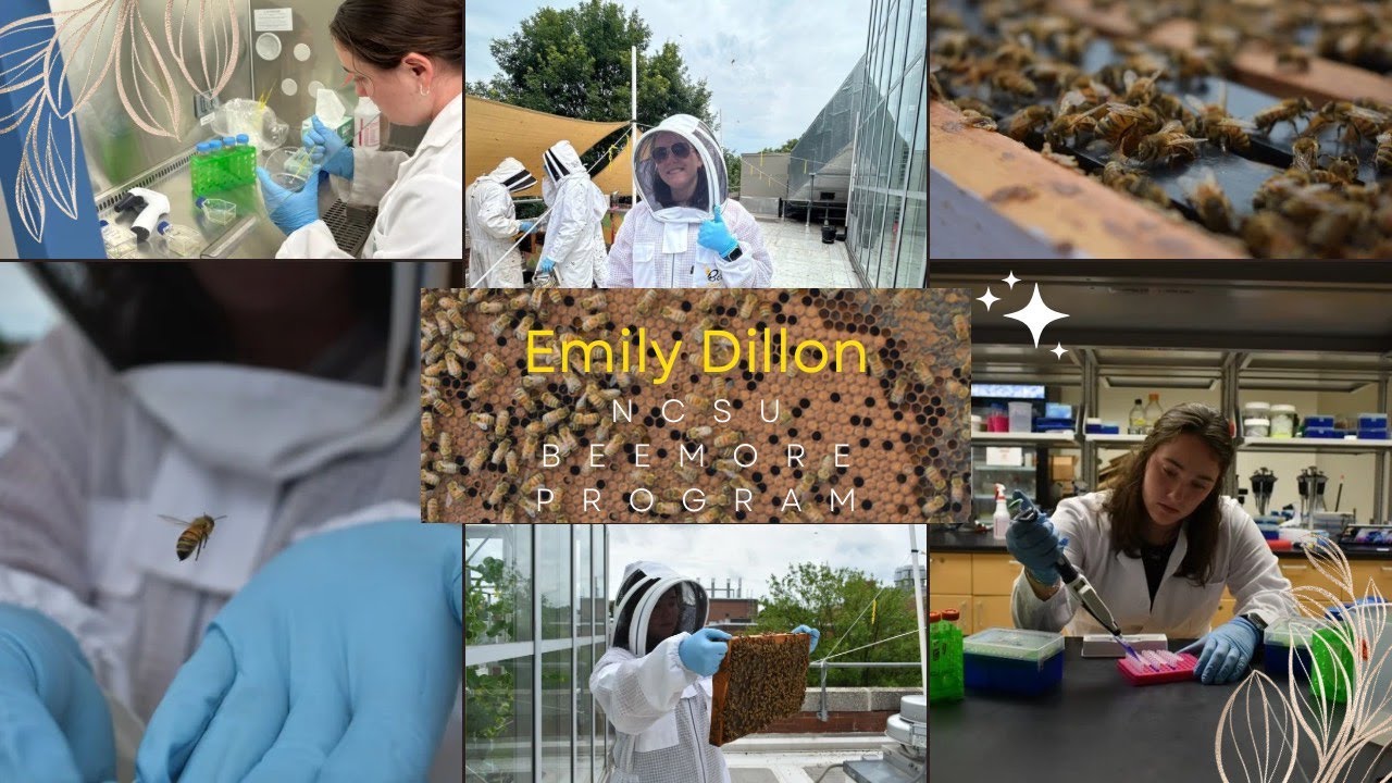 Emily Dillon | Bee Research | Opportunistic Bacteria