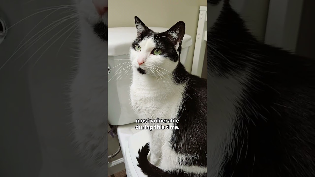 Czy Twoje koty idą za Tobą do łazienki? audio: mr.milothechonk #catlaw #cats #funny #cats101 #cat