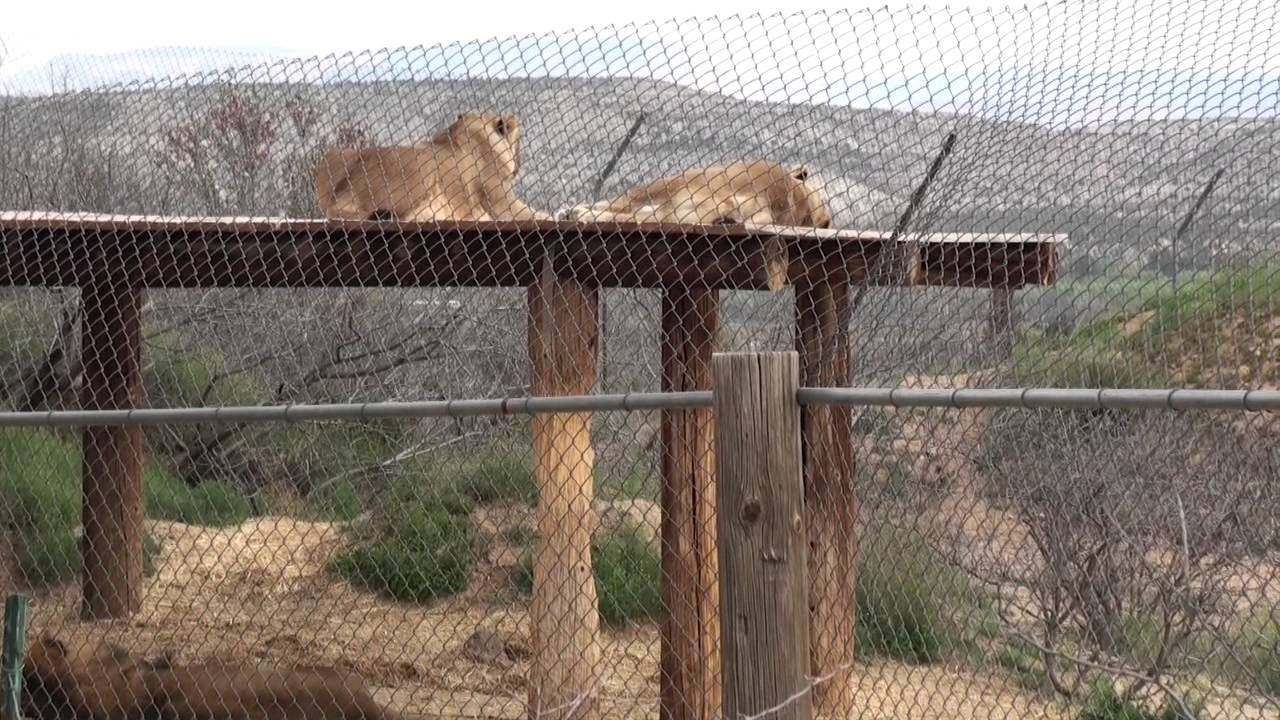 Arizona Adventure - Out of Africa