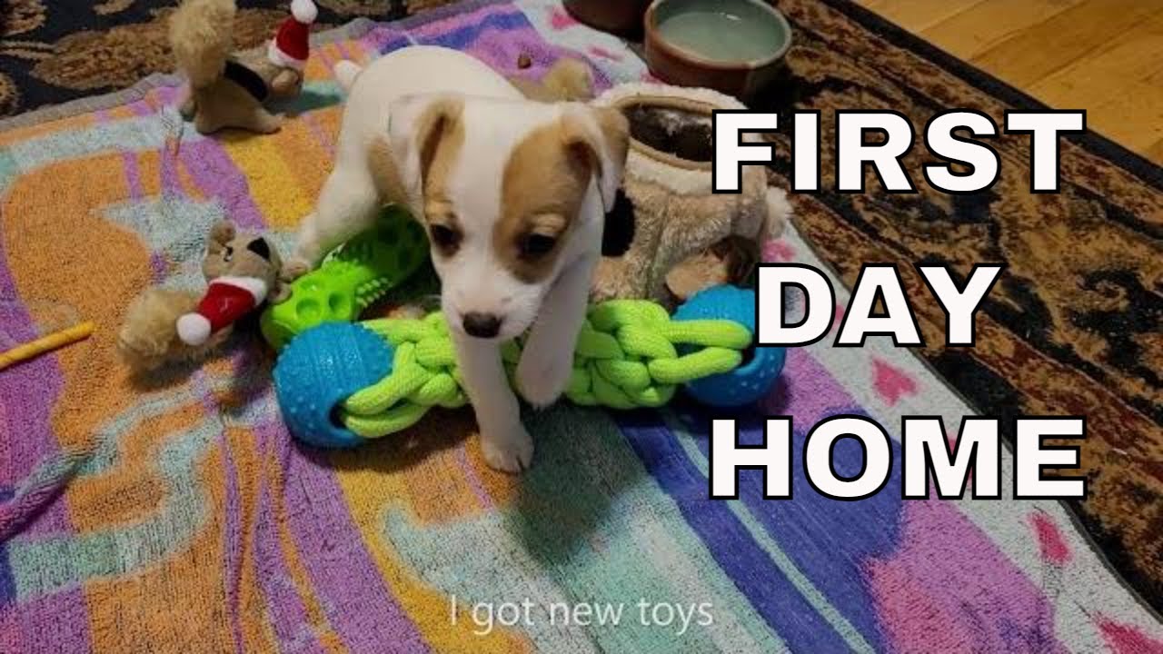 My Puppy's First Day at Home | New Jack Russell Puppy | Puppy Playing | Funny Puppy | Cute Puppy