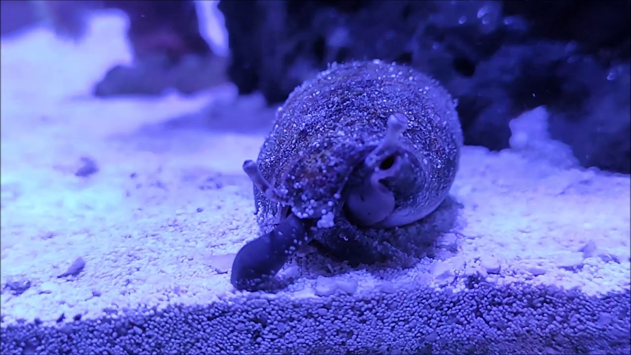 Strombus Sp