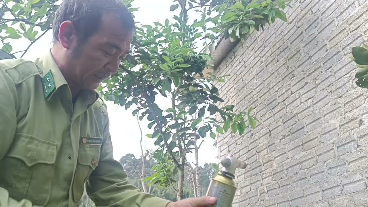 Kiến vào phá ong cách xử lý 