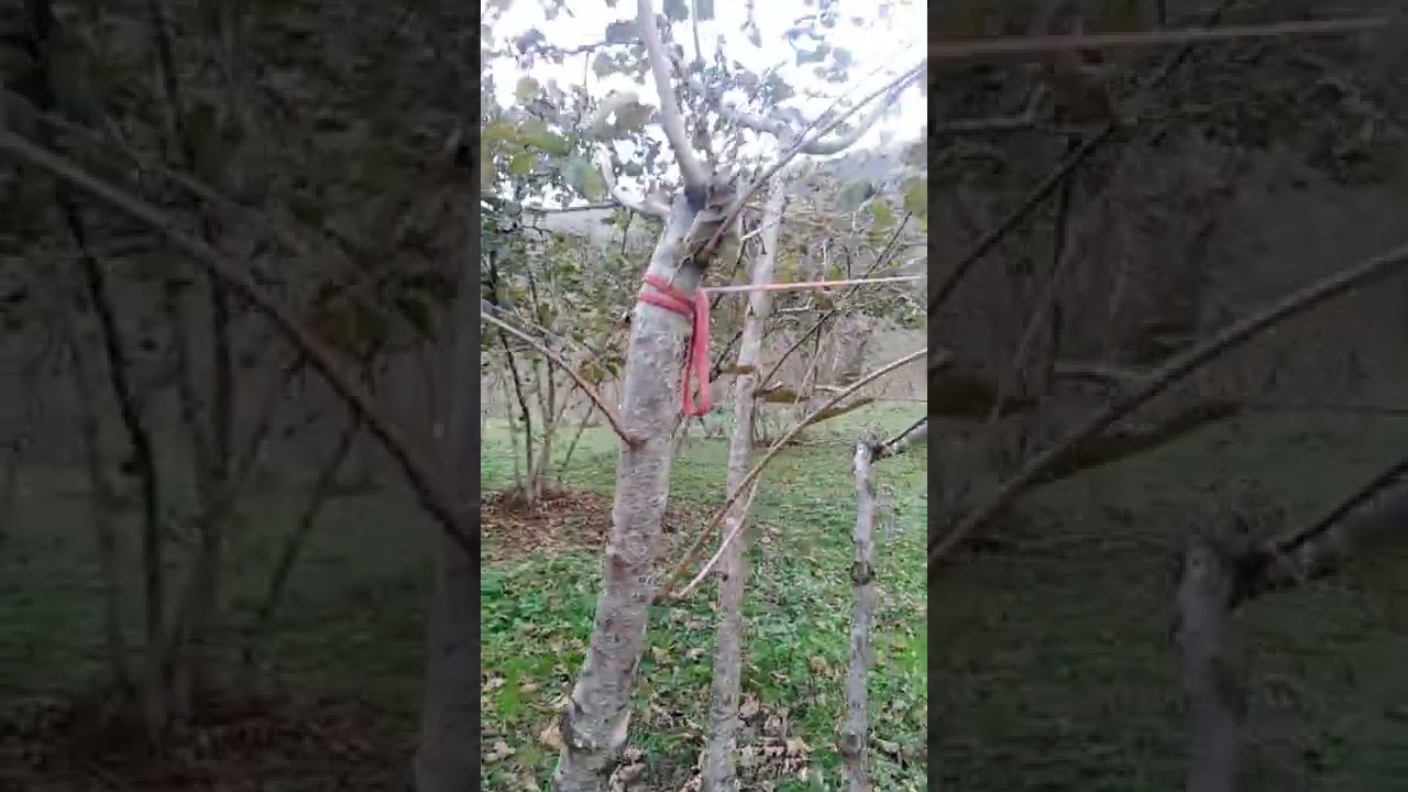 sert kesimle dala yön verme, oluşan obur sürgünü kesme işlemi
