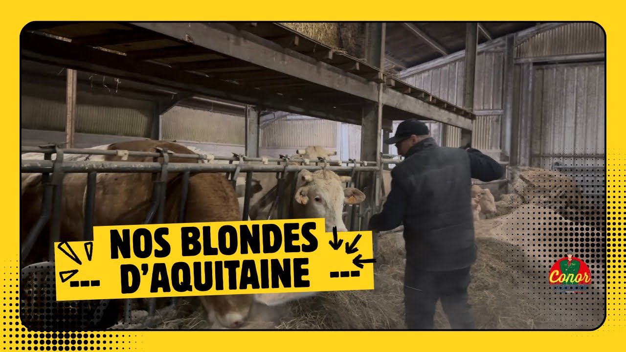 Nos blondes d’Aquitaine