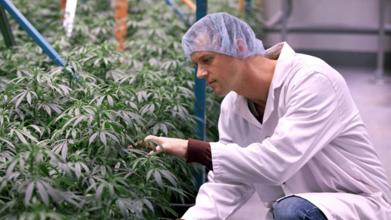 New Brunswick marijuana producer gearing up for legalized market