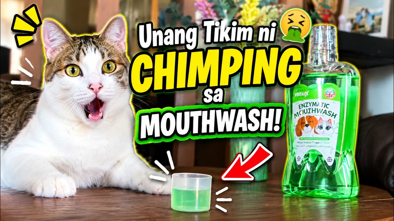 Unang Tikim ni CHIMPING sa Mouthwash! #Chimping #FunnyCat #MouthwashChallenge