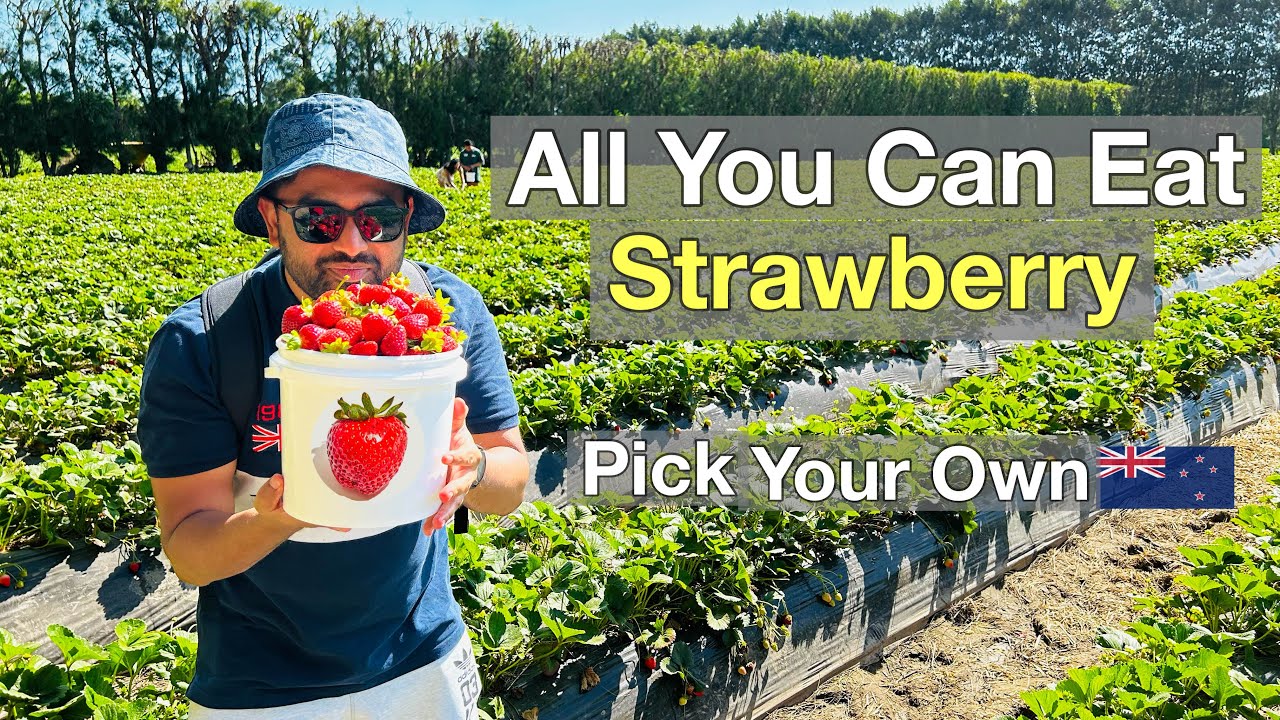 Strawberry Picking in Auckland, New Zealand 🇳🇿