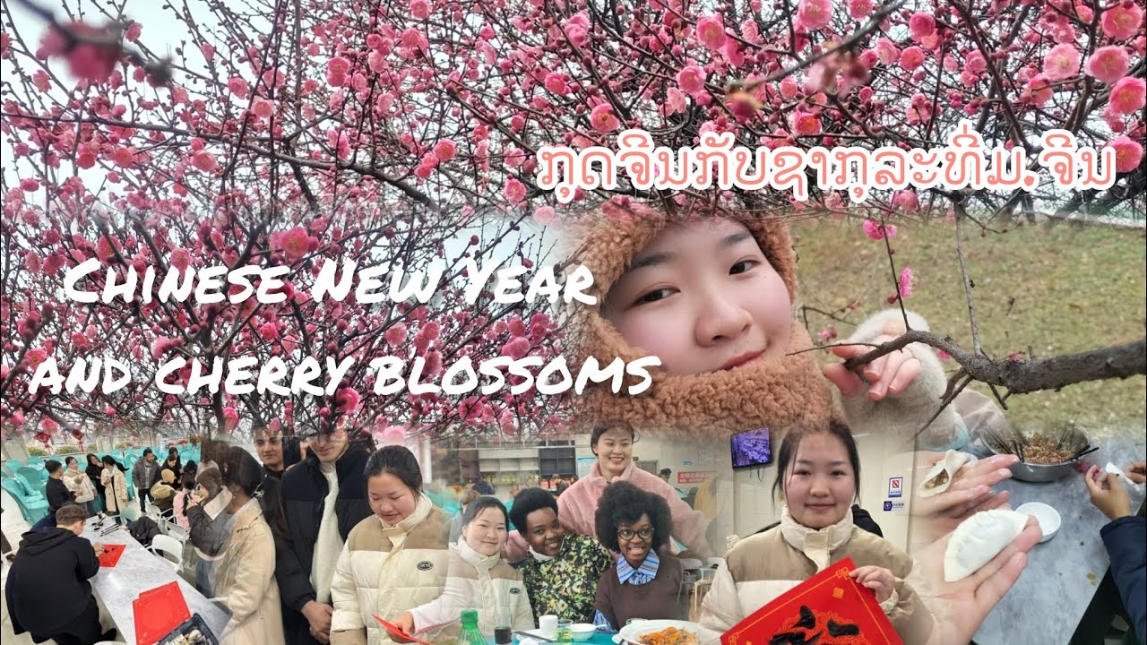 Chinese New Year and cherry blossoms at the university ກຸດຈີນ ເເລະ ດອກຊາກຸລະທີ່ມ.ຈີນ