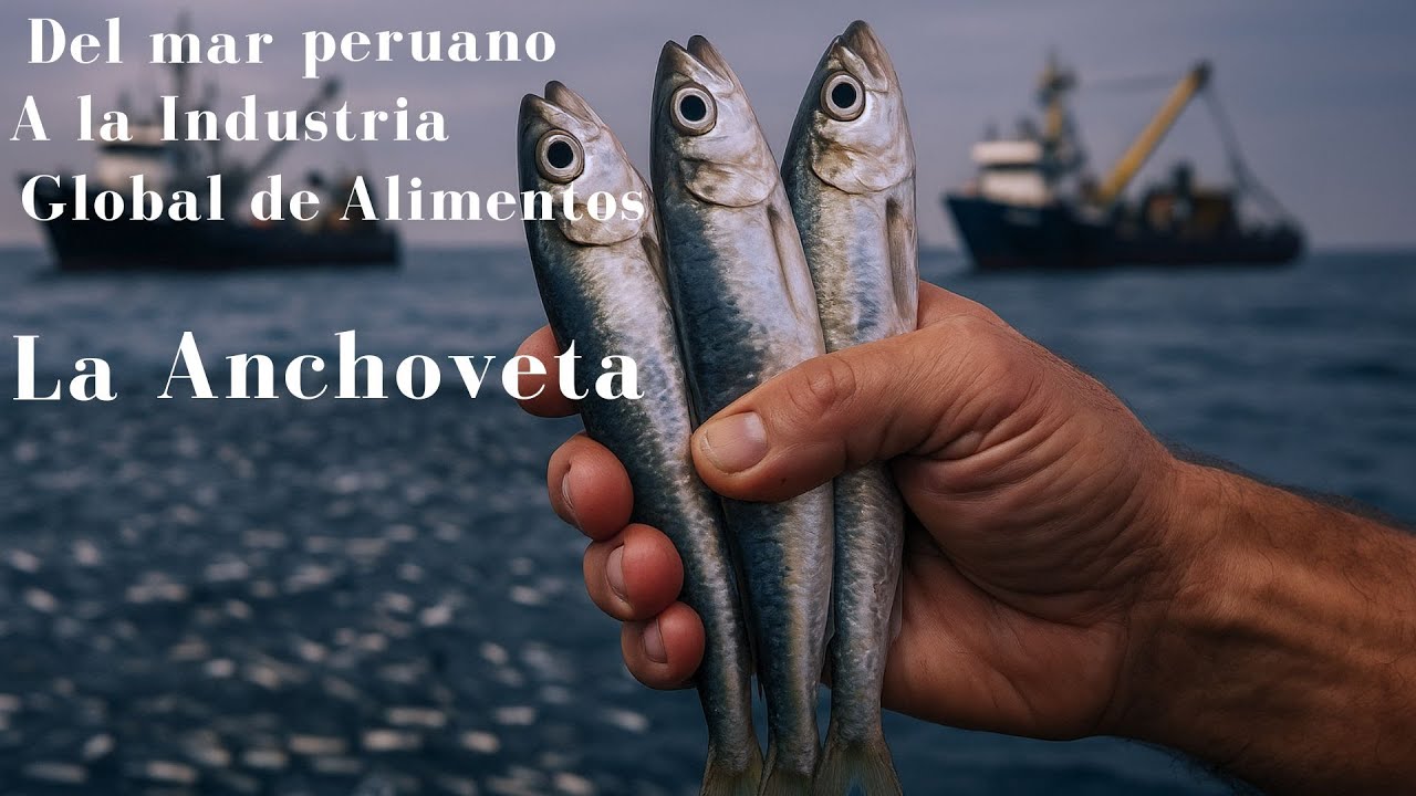 ¡La verdad sobre la anchoveta que nadie te cuenta!
