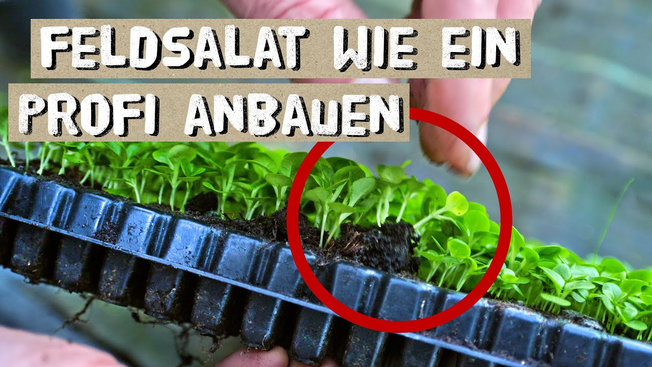 Feldsalat erfolgreich anbauen - Tipps vom G&auml;rtner - Feldsalat im November anbauen - Fehler vermeiden