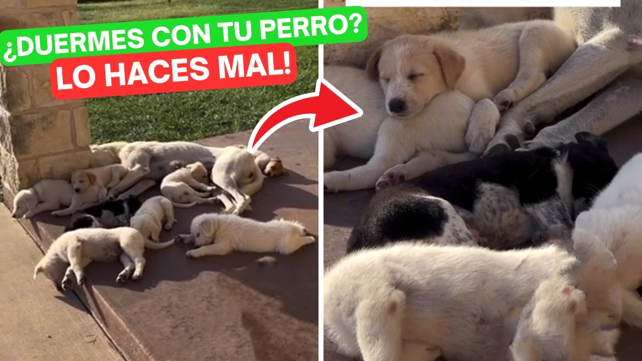 JAMÁS DUERMAS con tu PERRO POR ESTO! 😱
