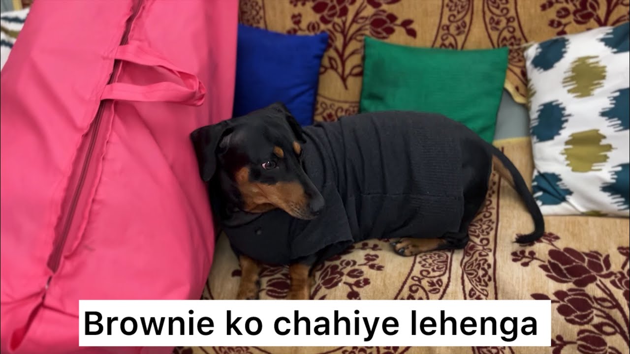 Brownie ko chahiye lehenga 