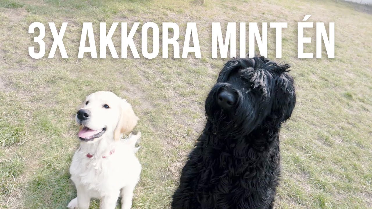 TOBY ÉS EGY ÓRIÁS KUTYA - Toby VLOG #13