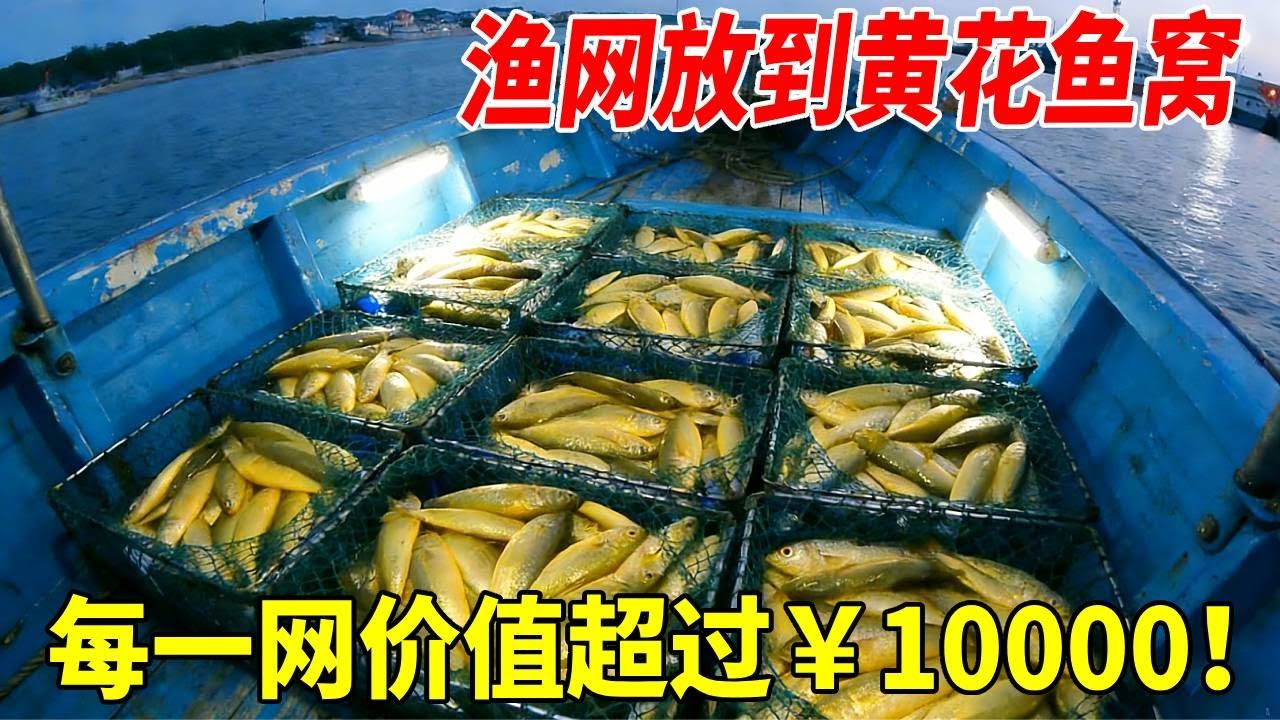 把网放进了黄花鱼窝里去了，一个网收获要过万元，场面相当的震撼   #渔民  #出海捕鱼 #捕鱼