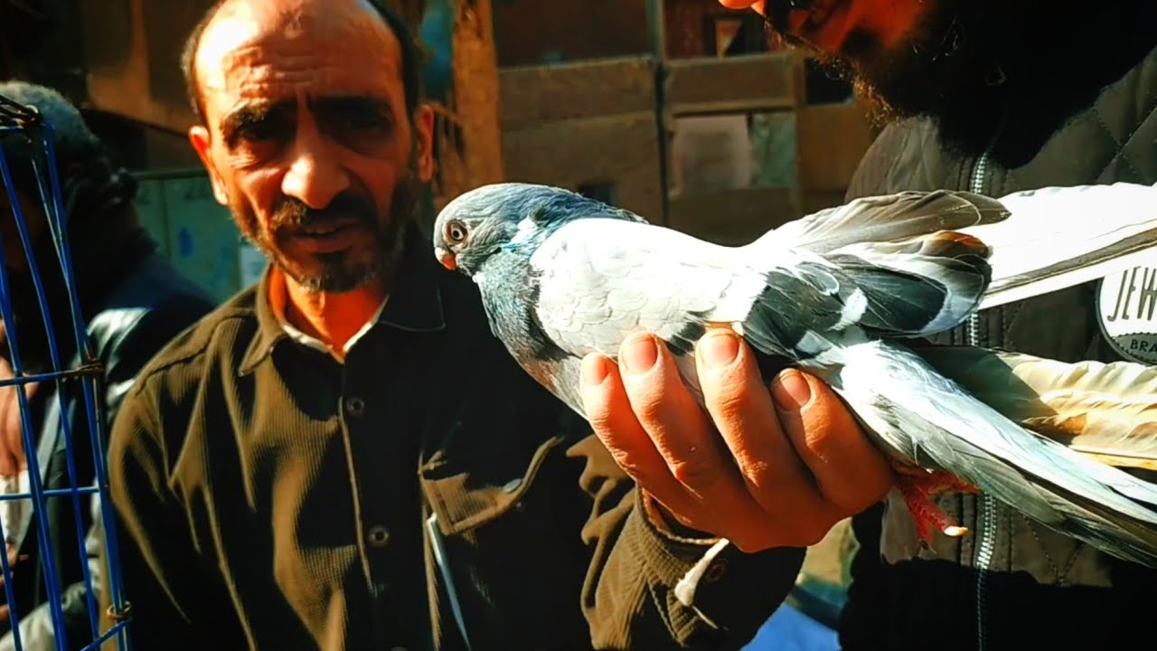سوق الأحد بالسيده عائشه 💥 الجزء الأول 🕊️ فرجه وأسعار الحمام الغزار والزينه والزاجل 🔥#pigeon #bird