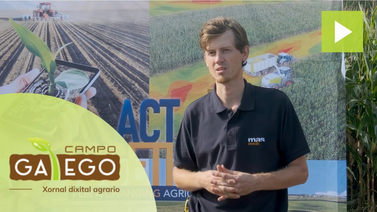 Campo de ensayo de maíz forrajero de Mas Seeds en Zas (A Coruña)