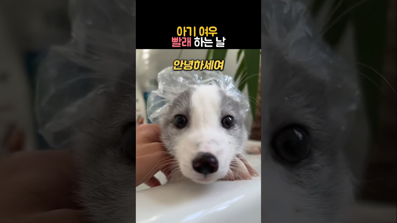아기 여우 빨래하는 날 #동물 #여우