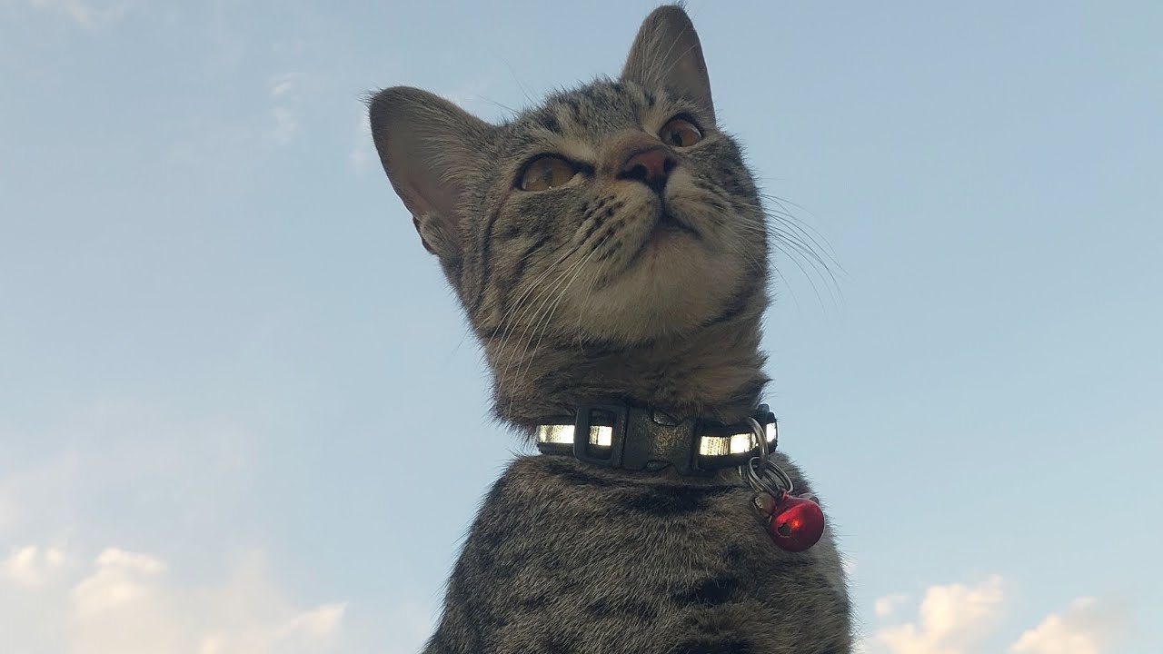 Kalawati... The Cat..