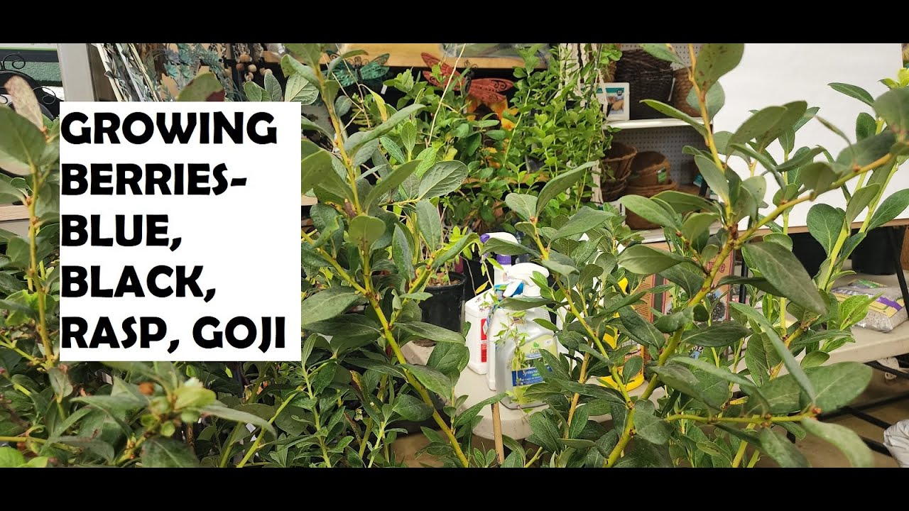 Growing Berries - Blue, Black, Rasp, Goji