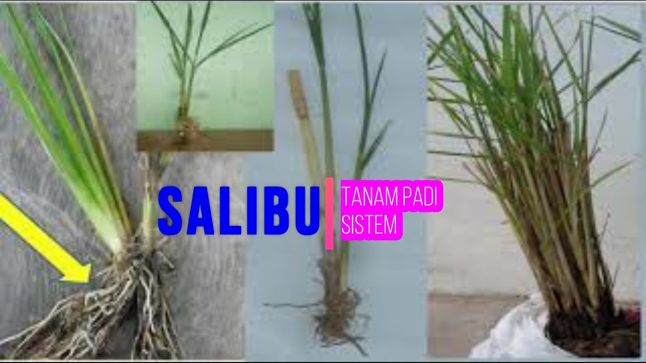 Teknologi Pertanian Indonesia - salibu