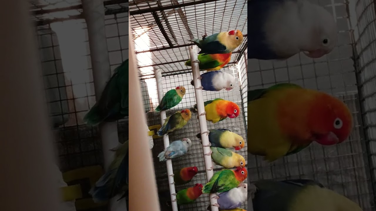 # Viral pets #petsvlog #charmingbirds #lovesign#charming #naturesound 