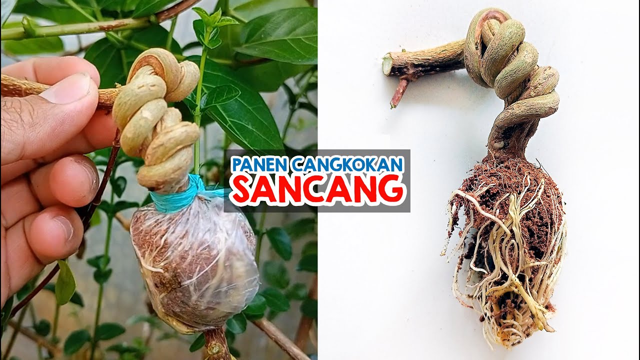 Panen Cangkokan Sancang Liukan Extreme split trunk dan proses lanjutan setelah turun cangkok