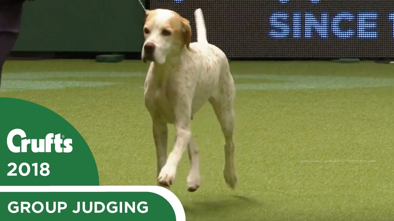 Gundog Group Judging | Crufts 2018