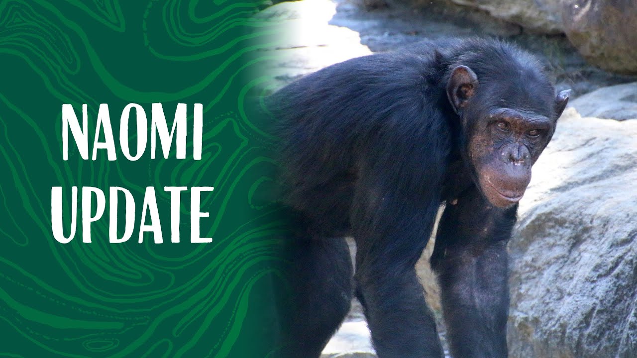 An update on Naomi the Chimpanzee's Wildlife Hospital Visit