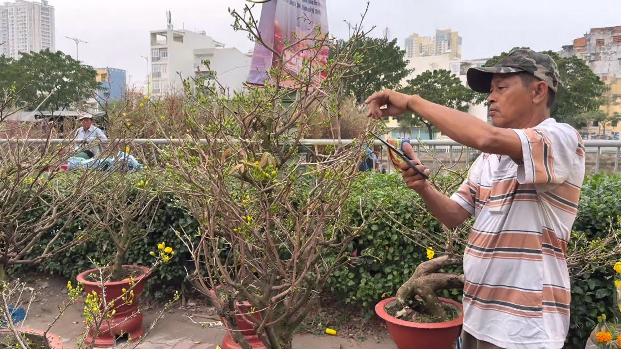 Tối 27 Tết nhà vườn cắt bỏ hết mai, vì chợ Tết quá vắng không ai mua ở Bến Bình Đông Quận 8
