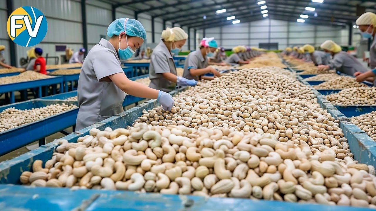 ¡Mega fábrica de anacardos! ¡La mayor línea de producción de anacardos que hay que ver!