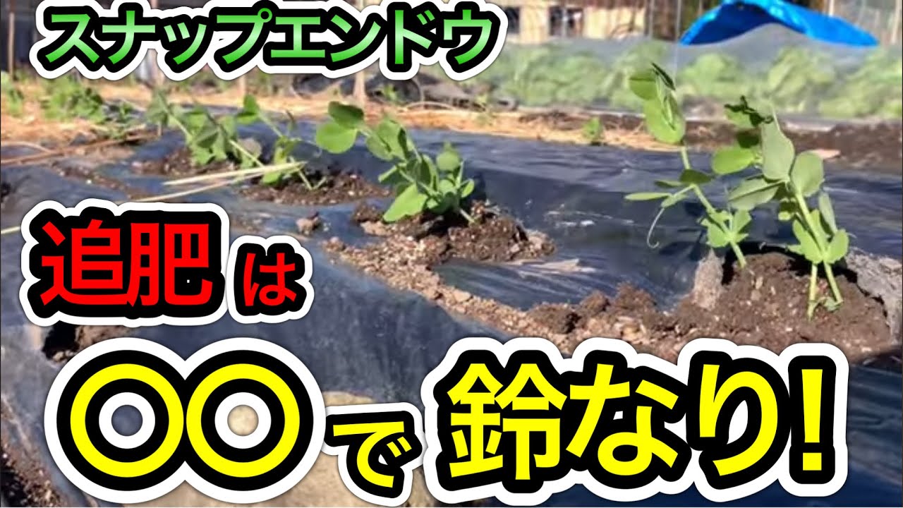 鈴なりに収穫できる！スナップエンドウの追肥に適した肥料とは？失敗しない育て方。追肥時期のベストタイミング