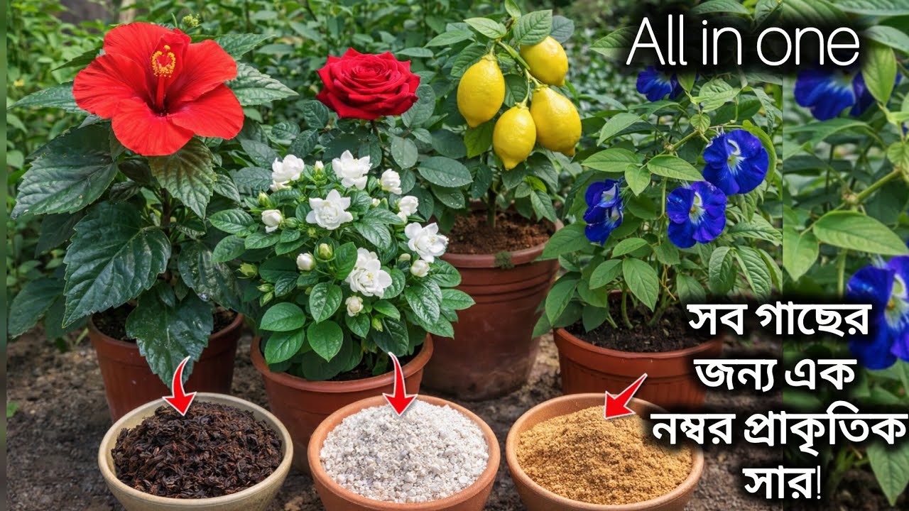 সব গাছের জন্য একটাই সার🌱| গাছ হবে টাটকা সবুজ ও ফুলে ভরে যাবে/ one fertilizer for all plants / nature