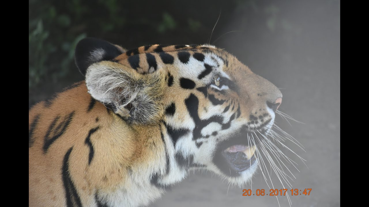 Ex-situ conservation by Maharashtra Zoo Authority,
