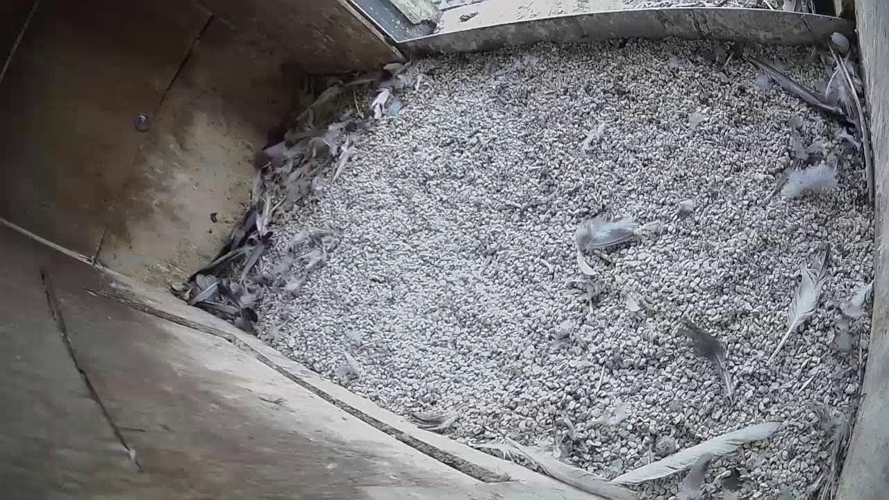 Slechtvalken op het Koxplein