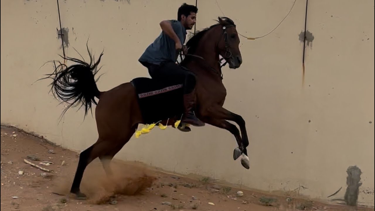 روتين يوم الجمعة مع الخيل | حصان انطلق ويرفض الوقوف