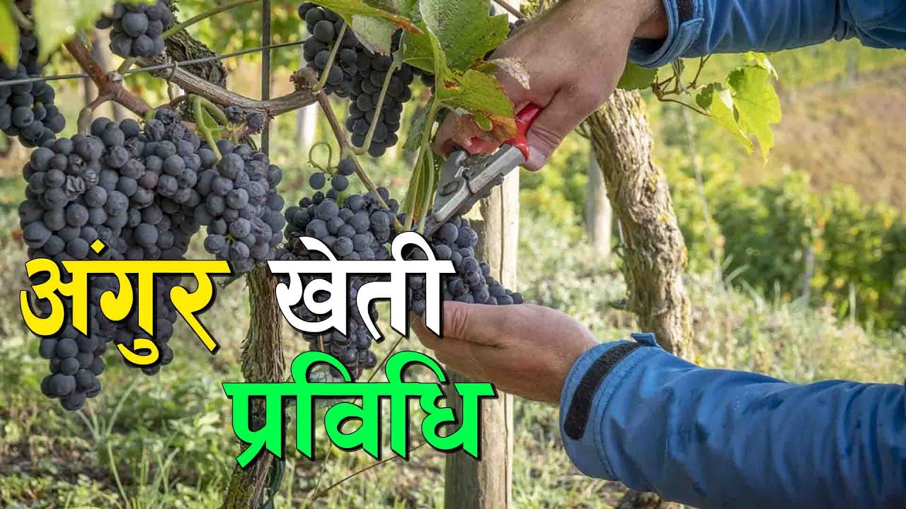 अंगुर खेती प्रविधि  || Grape Kheti in Nepal ||