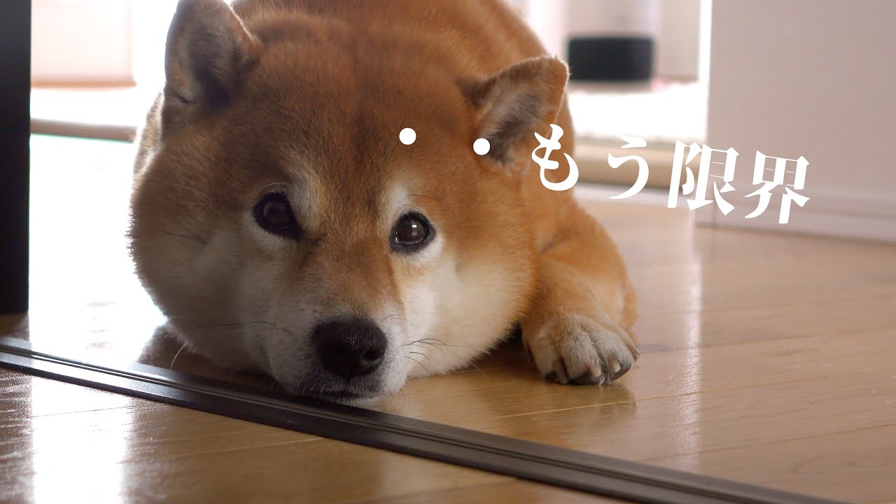 散歩が遅れる‥柴犬が搾り出した可愛すぎる犬語が、これ。