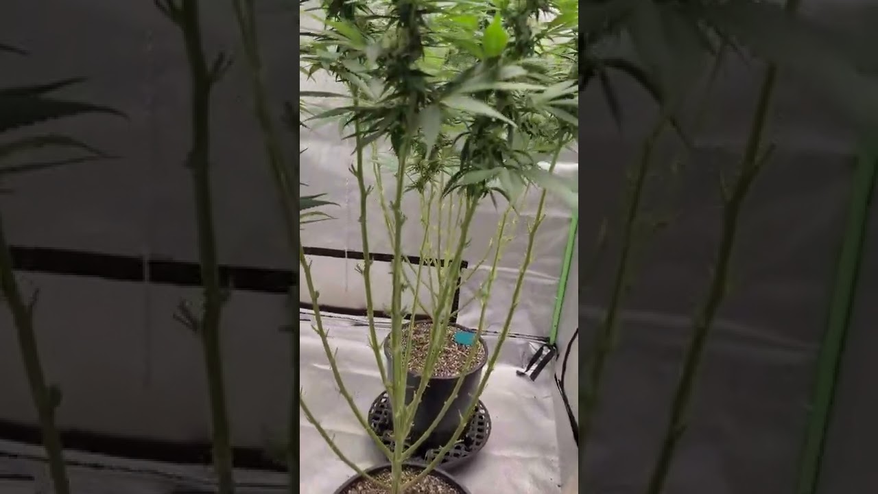 a quick shot of the Persian Prince.. a beautiful Dutch strain..