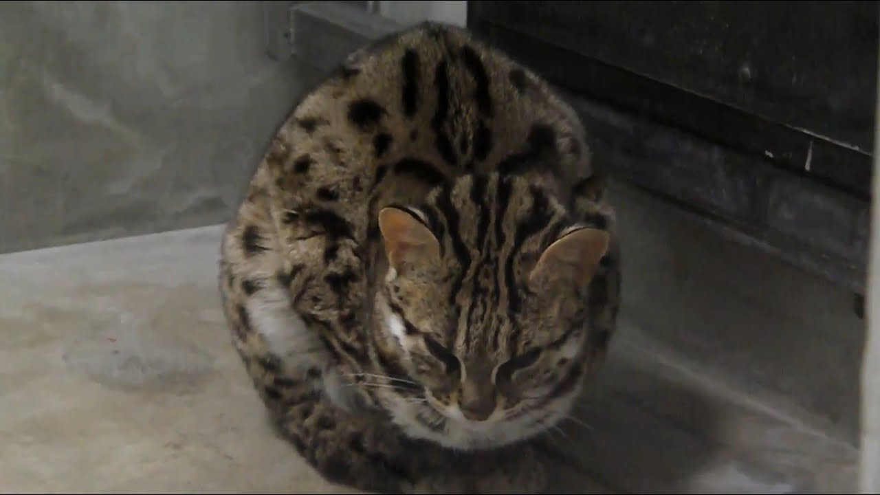 福岡市動植物園 コツメカワウソ・ビントロング・ヒョウ (2014.1.8)