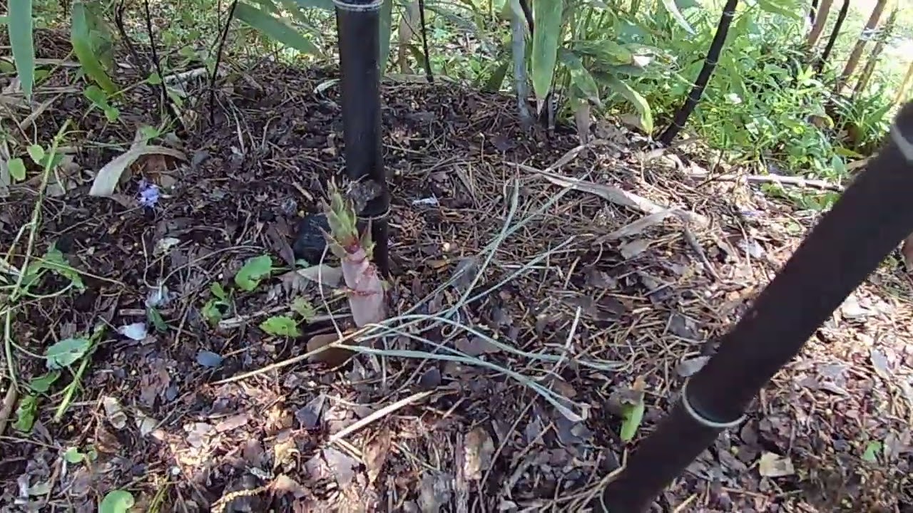 Black Bamboo new shoots Phyllostachys Nigra Black Gardening Zone 8a April 7 2022