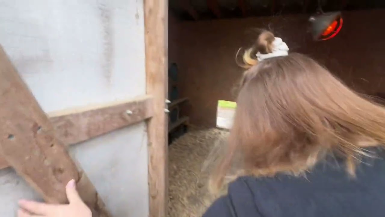 Chickens and eggs but it&rsquo;s muddy and the ducks are dirty.