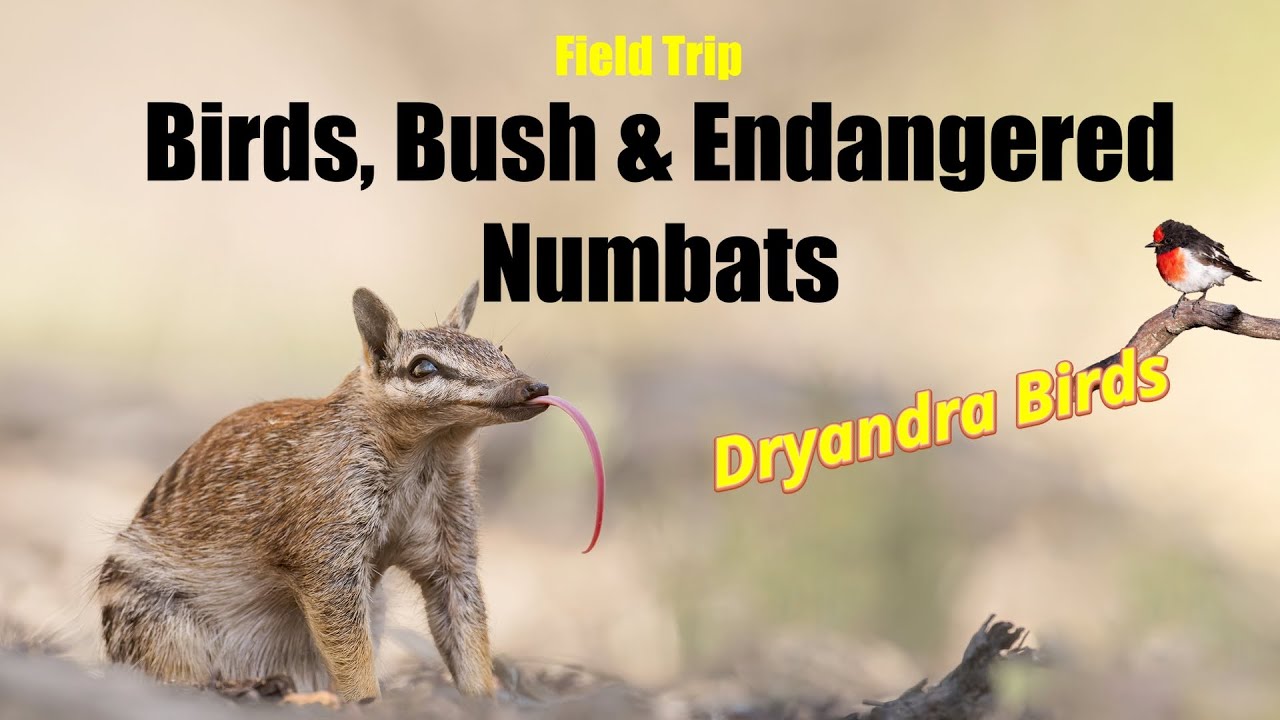 Wildlife Adventure Dryandra Woodland | Western Australia  | Numbats | Purple Crowned Lorikeets